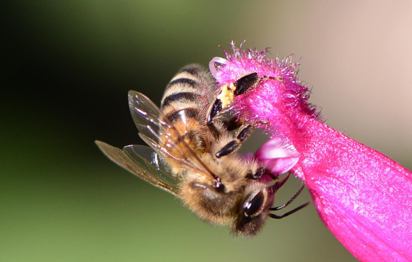 Honey bees